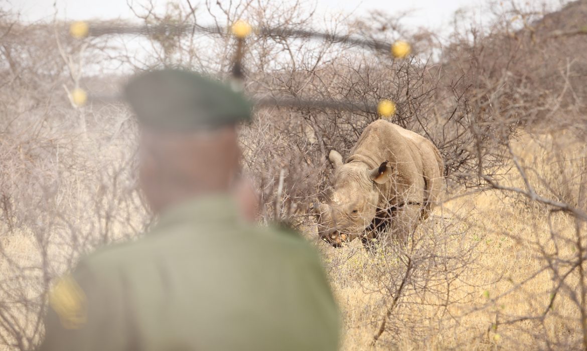 Kenya adventure walking safari tracking endangered black rhinos