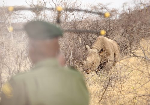 Kenya adventure walking safari tracking endangered black rhinos