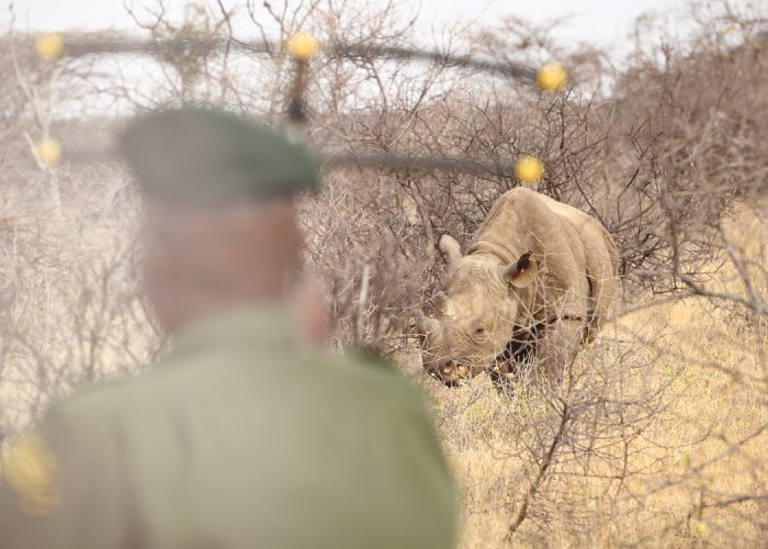 A Walking Safari with Kenya’s Endangered Black Rhinos is Leisurely as Long as You Don’t Let Them Track You First