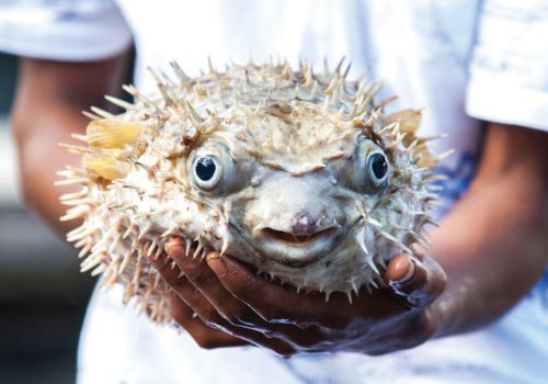 Fugu Japan Japanese Cuisine Pufferfish