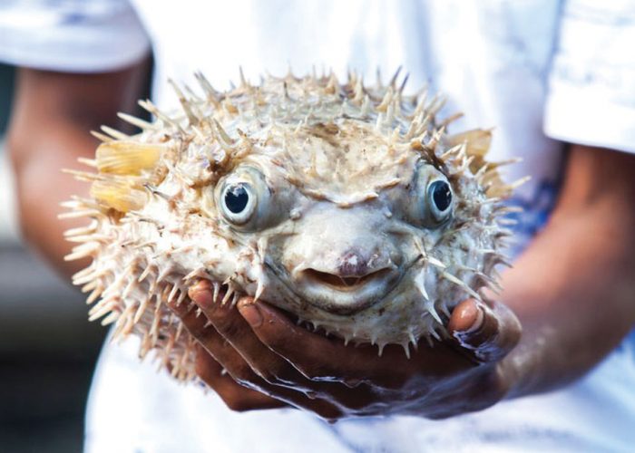 Japan’s Most Curious Culinary Delight is a Hell Of A Rush