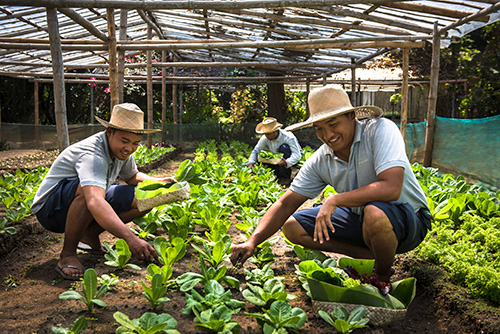 Amanpulo Organic Garden